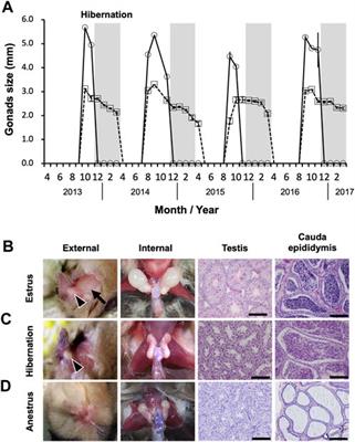 Mating in the cold. Prolonged sperm storage provides opportunities for forced copulation by male bats during winter